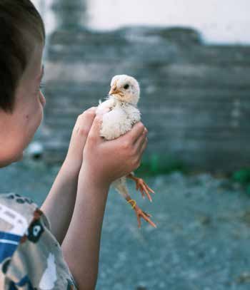 Kind hält ein Küken vom Hof behutsam in beiden Händen